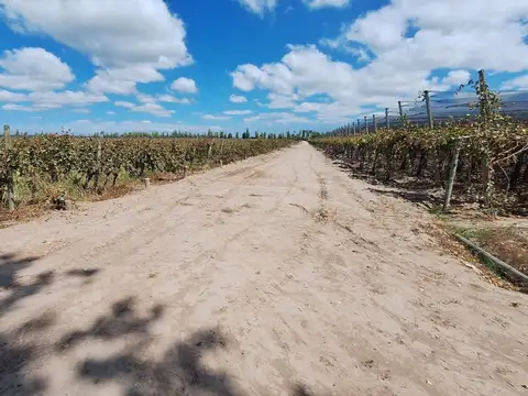 Venta de Finca en producción.