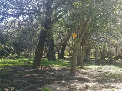 Campo Ganadero en Rivadavia Banda Norte
