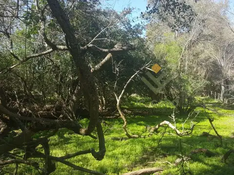 Campo Ganadero en Rivadavia Banda Norte