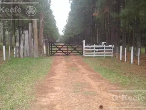 Campo en venta de 370 has FORESTAL - Ganadera R14 Corrientes -Financiación