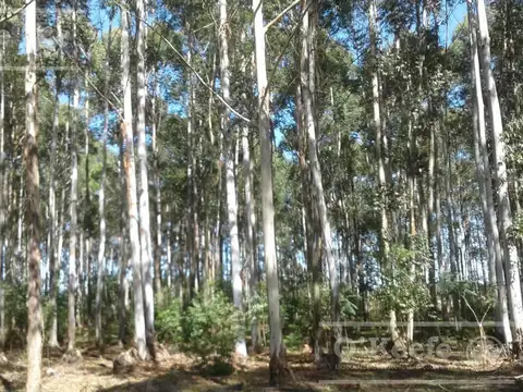 Campo en venta de 370 has FORESTAL - Ganadera R14 Corrientes -Financiación