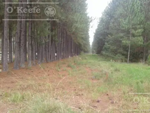 Campo en venta de 370 has FORESTAL - Ganadera R14 Corrientes -Financiación