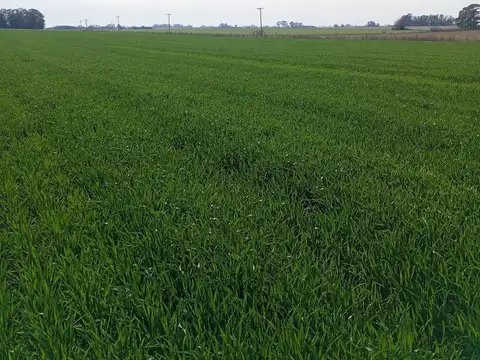 Venta Campo 28 Hectáreas en El Paraíso