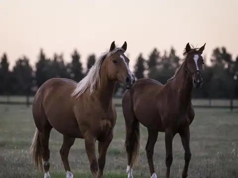 Terreno en Venta de 21884,0 m2