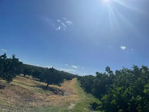 Colonia Ayui 100