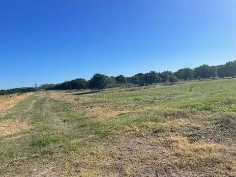 Colonia Ayui 100