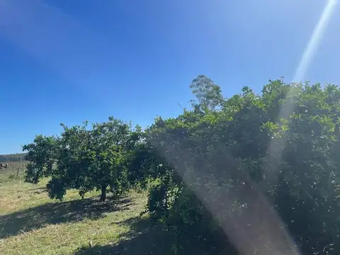 Colonia Ayui 100