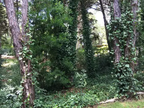 Maca y Araucaria