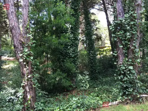 Maca y Araucaria