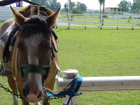 Campo, fondo de comercio,  6has. en Gral. Rodriguez, arbolado, ideal varios rubros