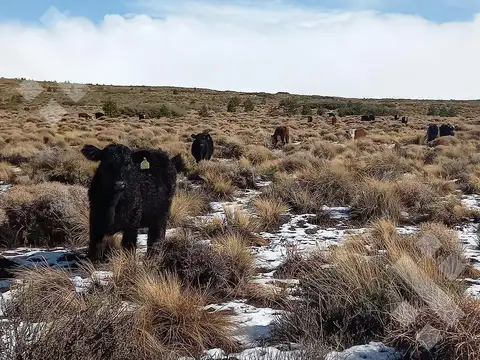 Ruta Provincial 21, Kilómetro 31, Departamento Picunches, Paraje Huarenchenque