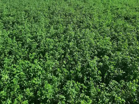 CAMPO EN VENTA SURI POZO - SANTIAGO DEL ESTERO