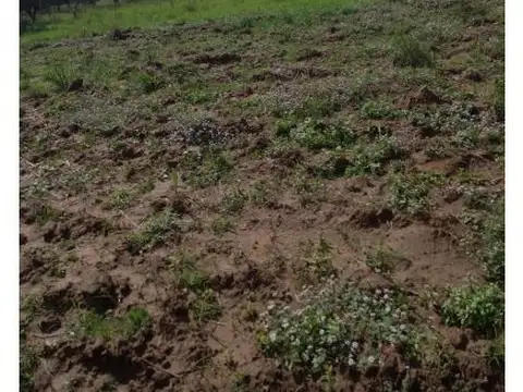 Campo agrícola 11518has, venta. Campo Gallo. Santiago del Estero