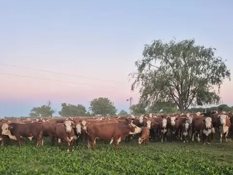 CAMPO MIXTO EN VENTA DE 1227 HAS TOSTADO SANTA FE