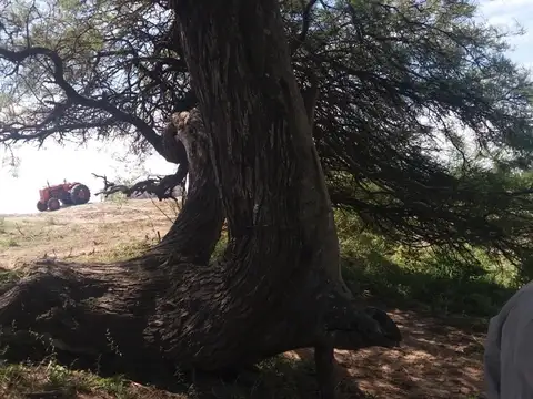 Campo Ganadero Trabajando