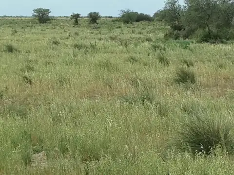 Guiñazu 300