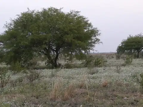 Campo Ganadero Trabajando
