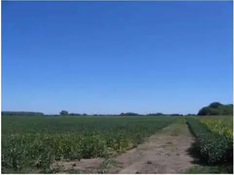 Campo en Venta Agrícola