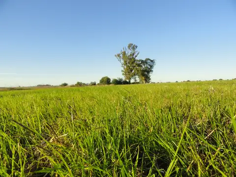 Gualeguaychú, agrícola sobre ruta