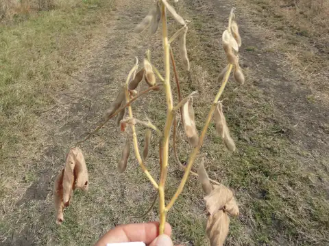 Campo en Venta de 90  ha