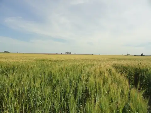 Campo agrícola con algunas mejoras