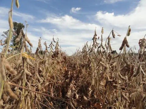 Campo agrícola con algunas mejoras