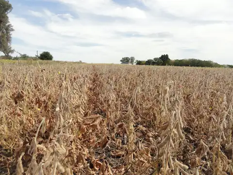 Gualeguaychú, agrícola sobre ruta