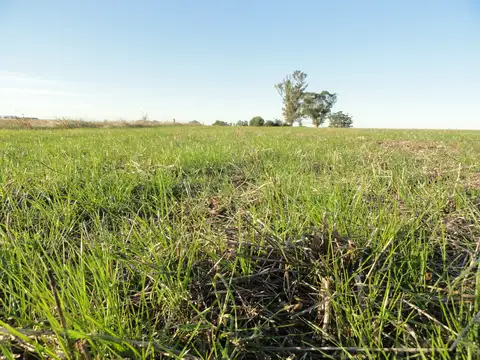 Campo agrícola con algunas mejoras