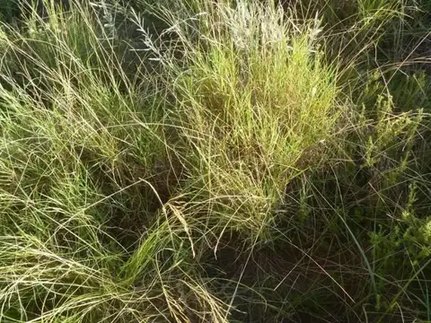 Chacharramendi, La Pampa 100