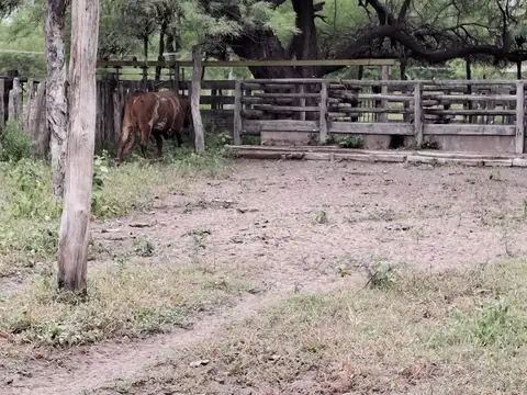 Campo sobre ruta 81 - Chiriguanos-
