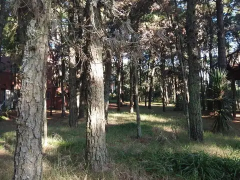 Parana 100