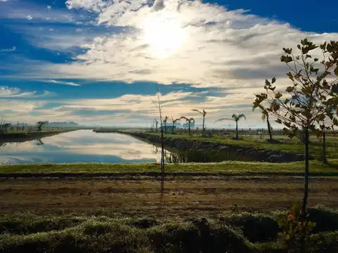 Campos de La Enriqueta