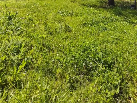 Terreno   en Venta en Ernestina