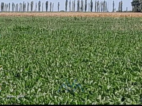 Campo Agrícola 40 Has. En San Pedro, Buenos Aires