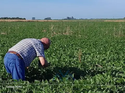Campo Agrícola 40 Has. En San Pedro, Buenos Aires