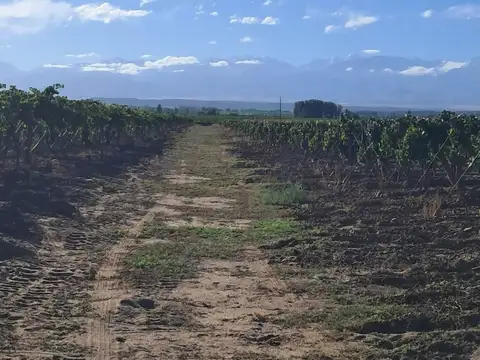 VENTA DE FINCA EN TUPUNGATO- VALLE DE UCO