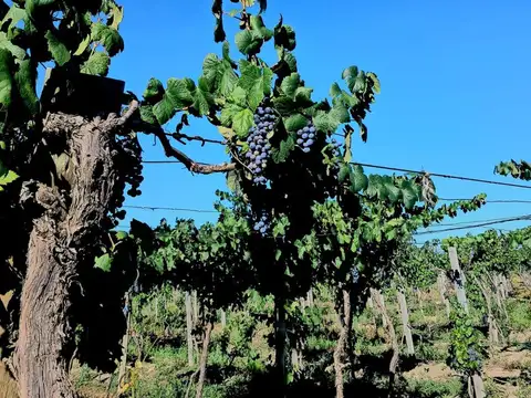 VENTA DE FINCA EN TUPUNGATO- VALLE DE UCO