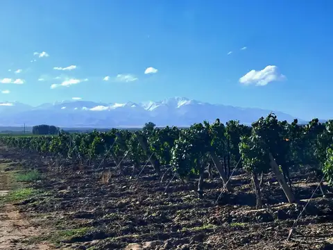 VENTA DE FINCA EN TUPUNGATO- VALLE DE UCO
