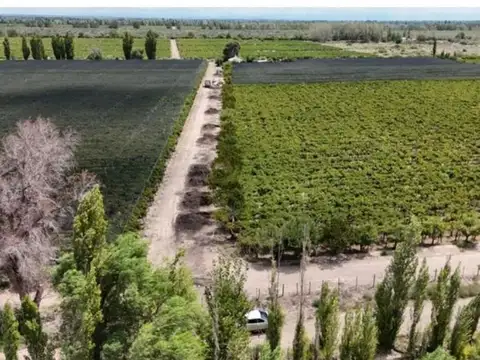 VENTA BODEGA - SANTA ROSA- MENDOZA