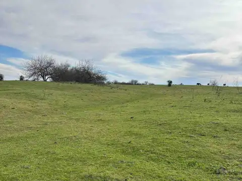 CAMPO EN VENTA 52 HECTAREAS FIGHIERA