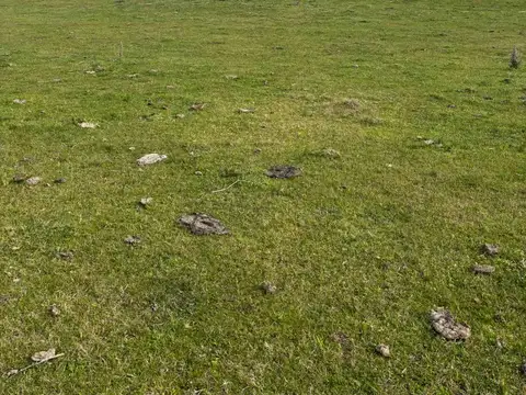 CAMPO EN VENTA 52 HECTAREAS FIGHIERA