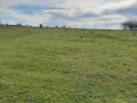 CAMPO EN VENTA 52 HECTAREAS FIGHIERA