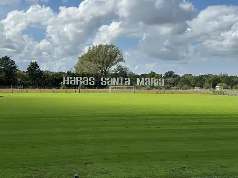 Haras Santa Maria - El Trébol Lote 1550