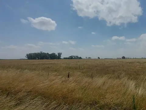 Campo mixto en Suipacha 38 hectáreas en Cuartel X