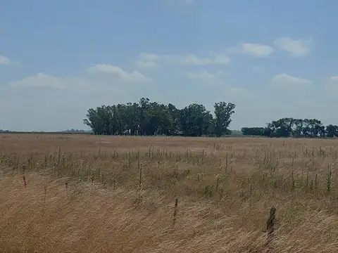 Campo mixto en Suipacha 38 hectáreas en Cuartel X