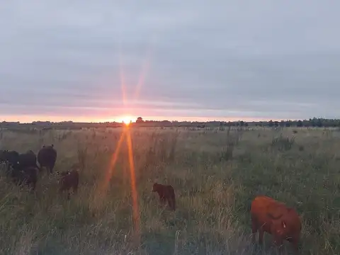 Campo en Suipacha Cuartel X