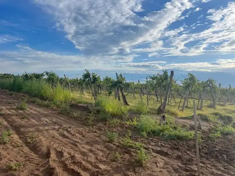 finca en produccion viñedos chapanay