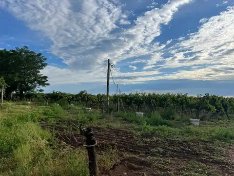 finca en produccion viñedos chapanay