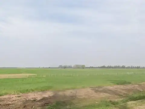 Campo Agricola sobre Ruta 34 (Lehmann)