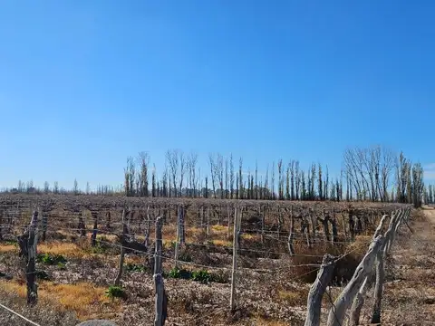 Finca en Venta - Gustavo Andre - Lavalle - Mendoza